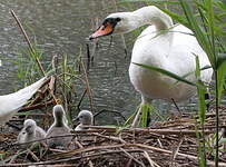 Cygne tuberculé