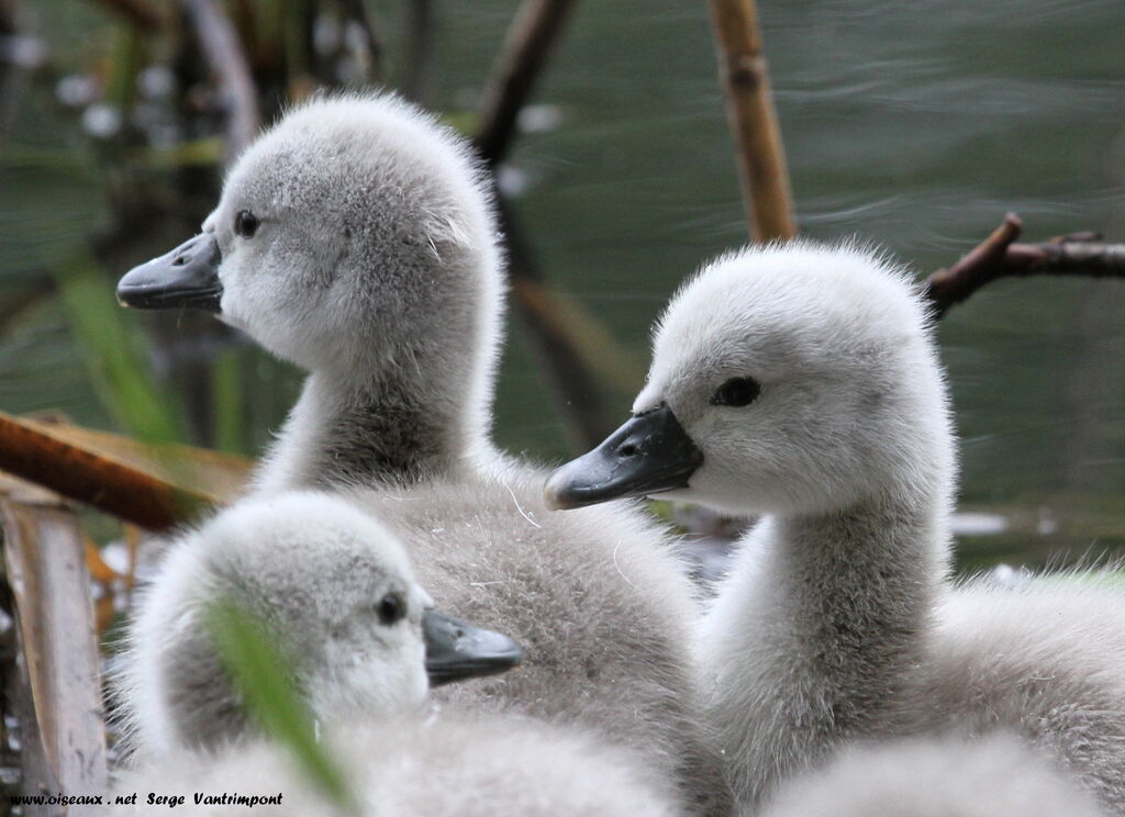 Cygne tuberculé1ère année, Nidification