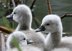 Cygne tuberculé