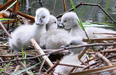 Cygne tuberculé