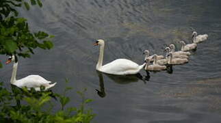 Cygne tuberculé