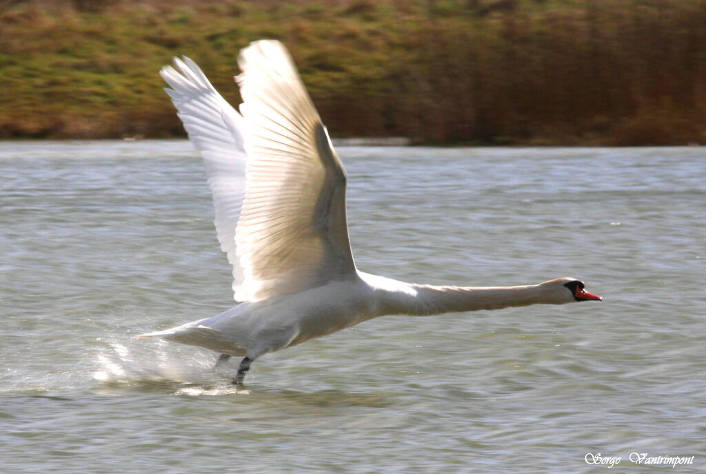 Cygne tuberculéadulte, Vol