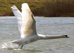 Cygne tuberculé