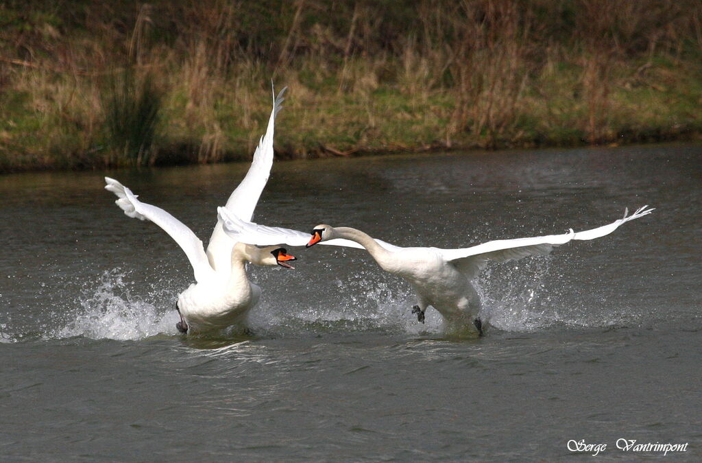 Cygne tuberculé mâle adulte, Vol