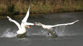 Mute Swan