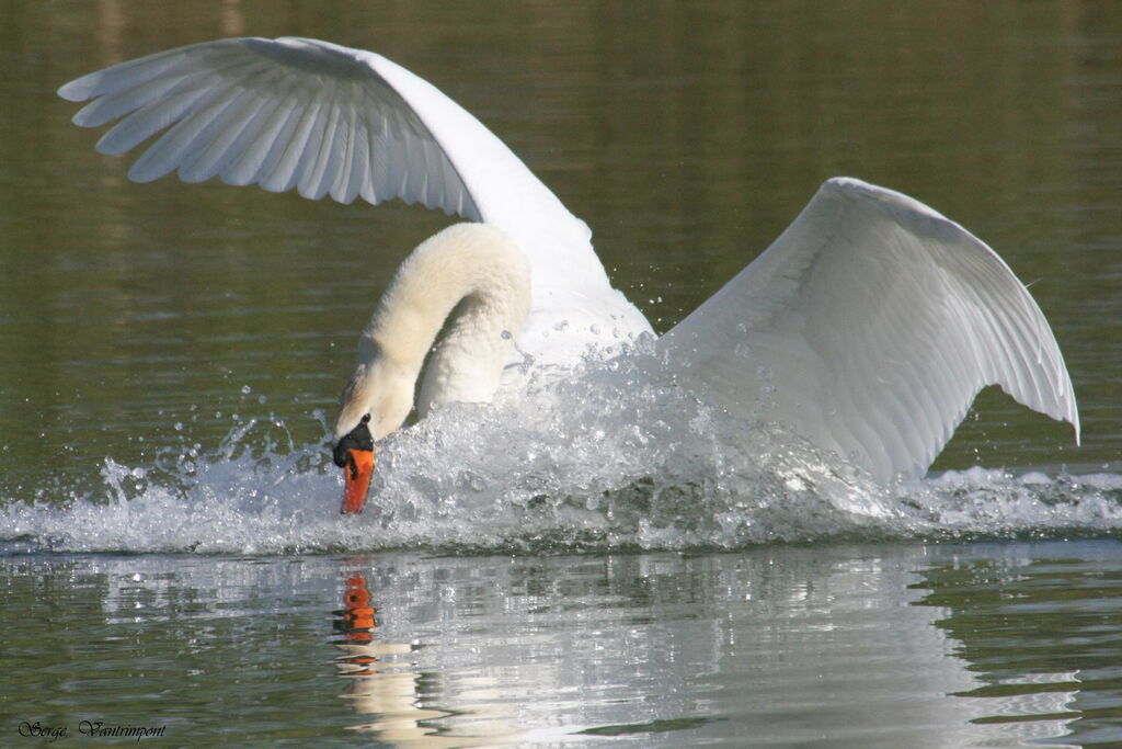 Cygne tuberculéadulte, Vol