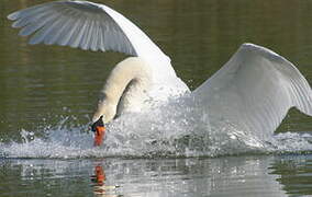 Cygne tuberculé