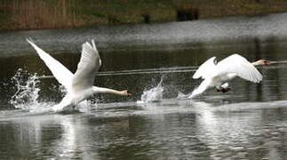 Cygne tuberculé