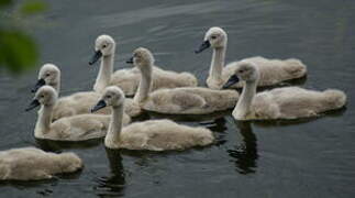 Cygne tuberculé