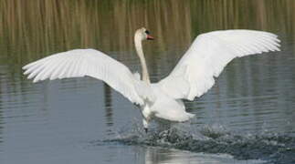 Cygne tuberculé