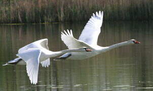 Mute Swan