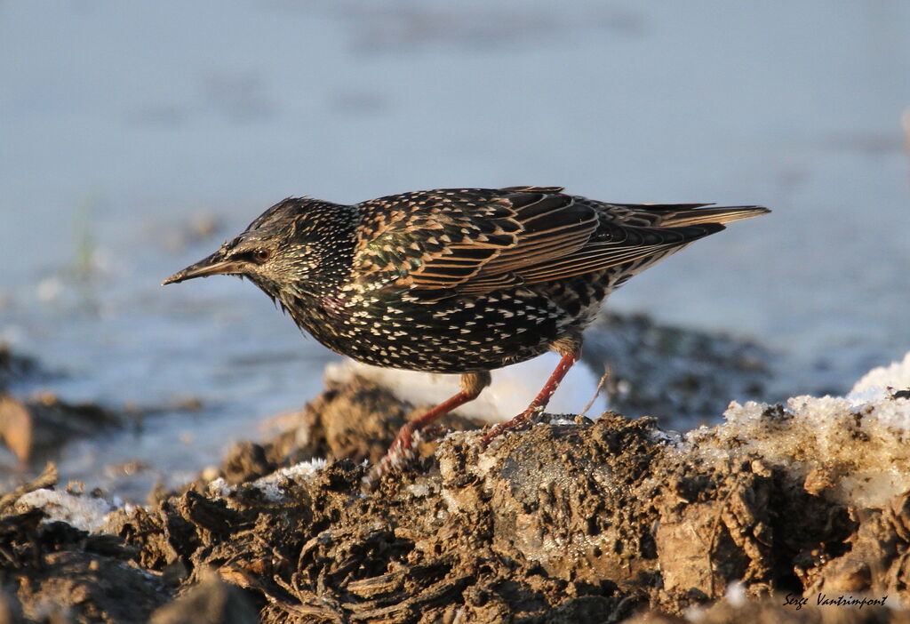 Common Starlingadult, Behaviour