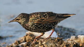 Common Starling