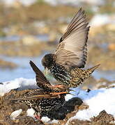 Common Starling