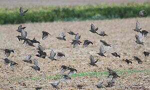 Common Starling