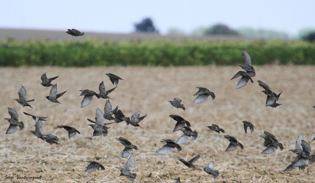 Common Starlingadult, Flight