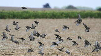 Common Starling