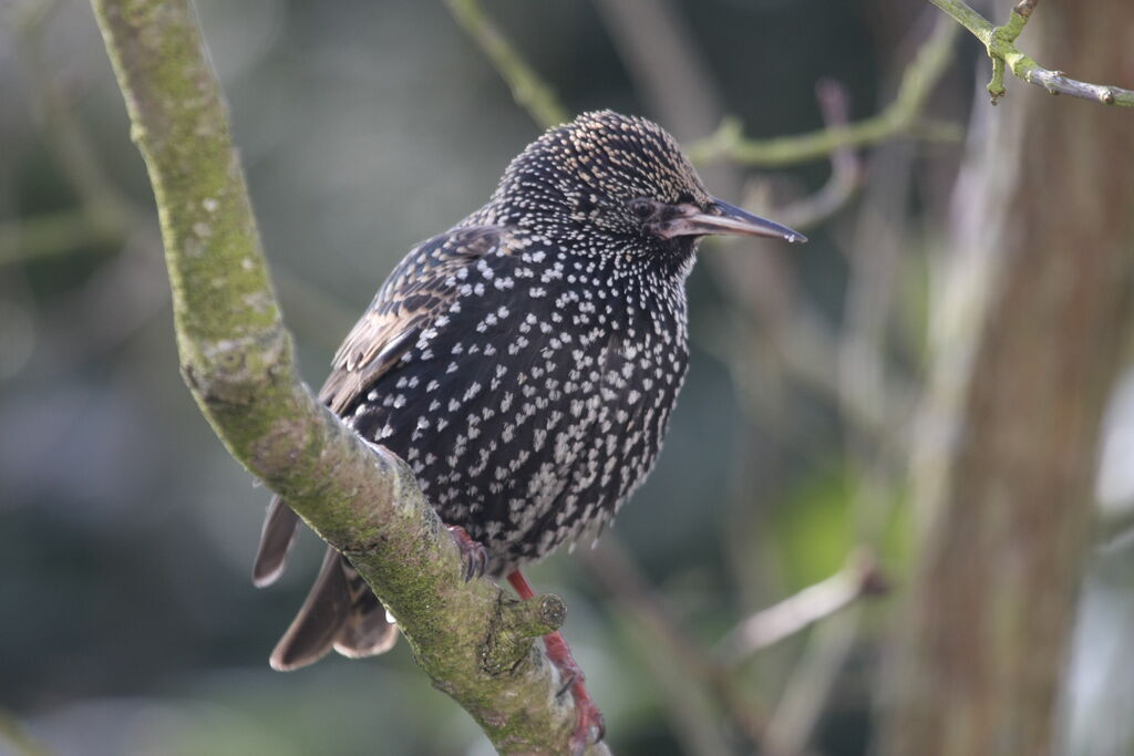 Common Starling male adult post breeding, identification