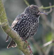 Common Starling