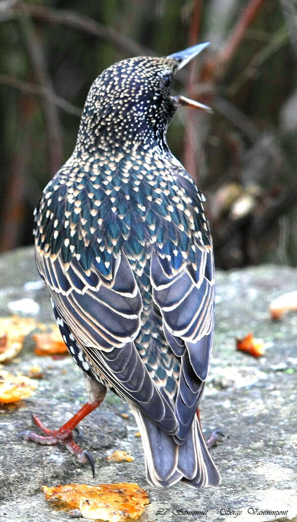 Common Starling male adult post breeding, identification