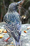 Common Starling