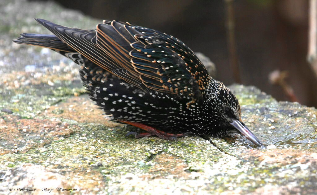 Common Starling male adult post breeding, Behaviour