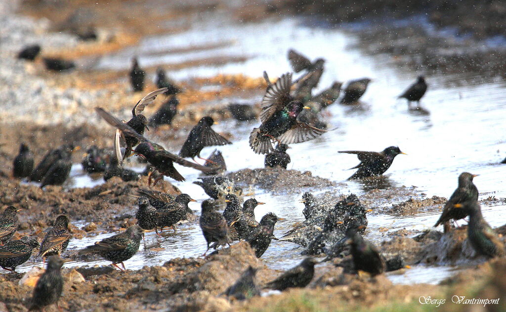 Common Starlingadult post breeding, Behaviour