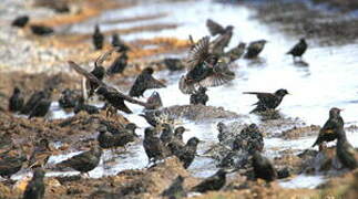 Common Starling