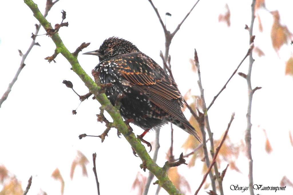 Common Starlingadult, Behaviour