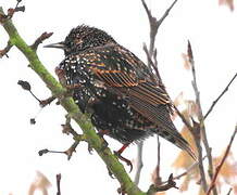 Common Starling