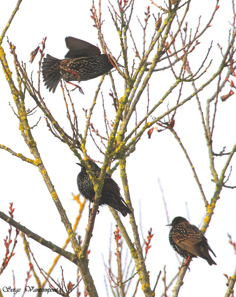 Common Starlingadult, Flight, Behaviour