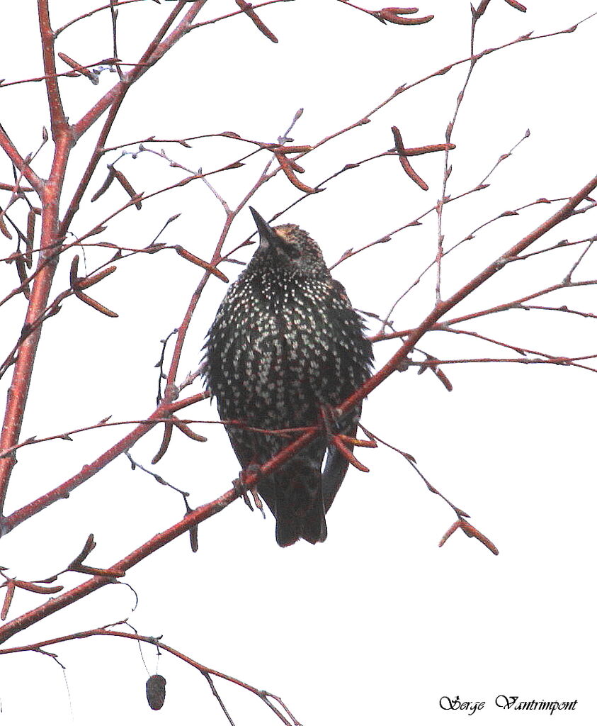 Common Starlingadult, Behaviour