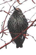 Common Starling