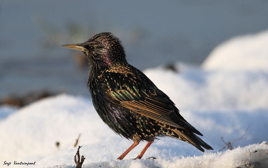 Common Starlingadult, Behaviour