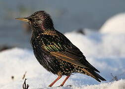 Common Starling