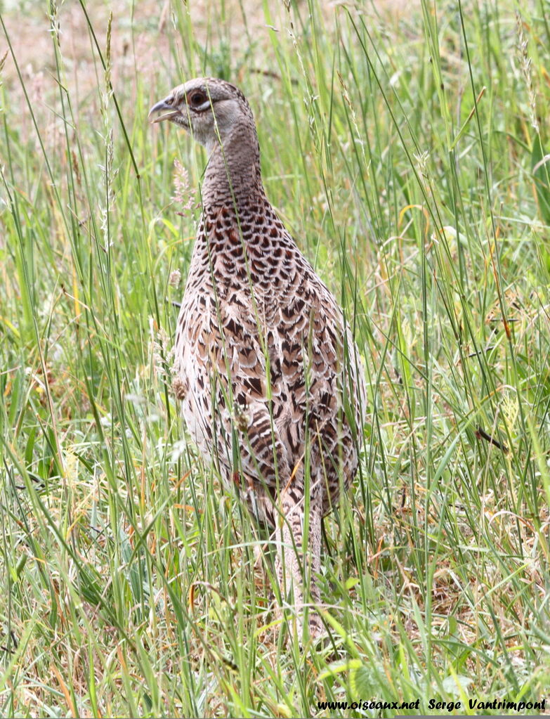 Common Pheasant