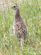 Common Pheasant