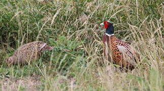 Common Pheasant