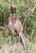 Common Pheasant