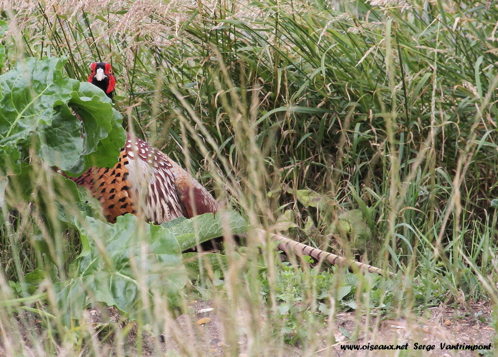 Common Pheasant male adult, Behaviour