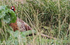 Common Pheasant