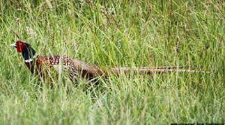 Common Pheasant