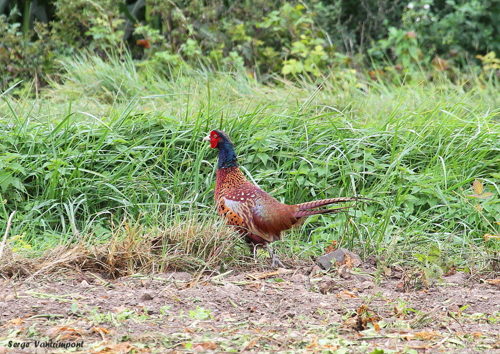 Common Pheasant male adult, Behaviour