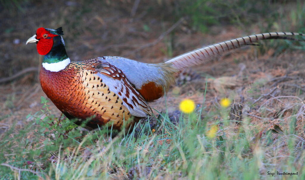 Common Pheasant male adult, Behaviour