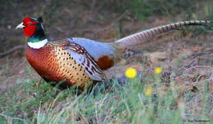 Common Pheasant