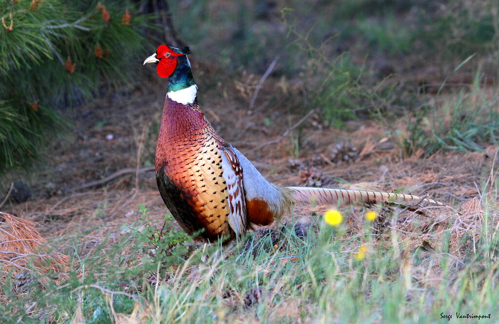 Common Pheasant male adult, Behaviour