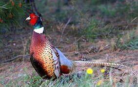 Common Pheasant