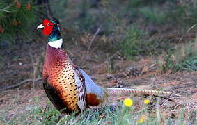 Common Pheasant