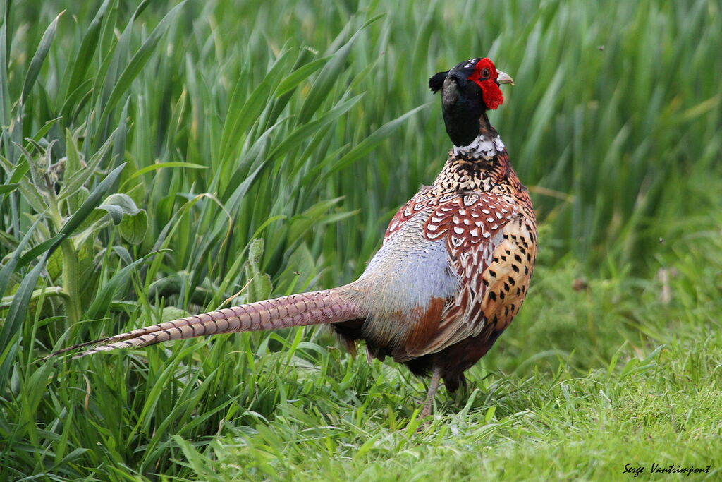 Common Pheasant male adult, Behaviour