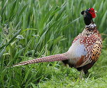 Common Pheasant